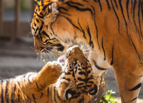 Baby tigers playing stock image. Image of baby, predator - 27644123