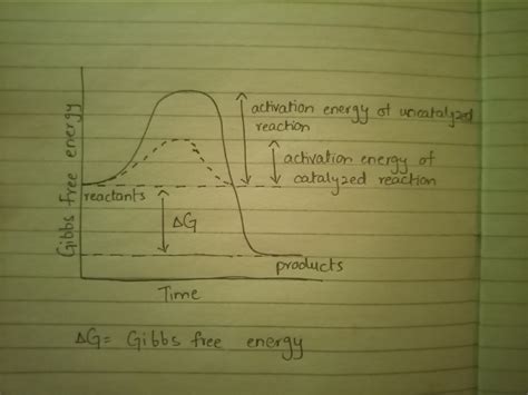 [Solved] 5. Draw a graph of an exergonic reaction. Label the activation ...