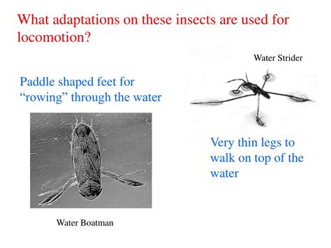 PPT - Adaptations PowerPoint Presentation, free download - ID:1970863