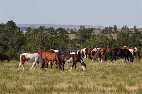 Black Hills Wild Horse Sanctuary - Just Short of Crazy