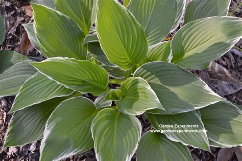 11 Plants for Colorful Shade Gardens