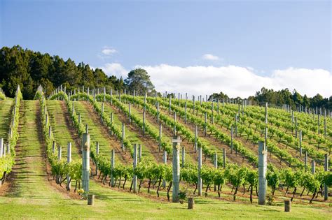 5 New Zealand wine regions worth raising a glass to - Starts at 60