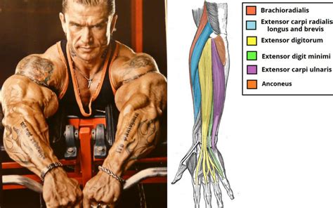 Start Doing These 6 Forearm Exercises for Ultimate Gains