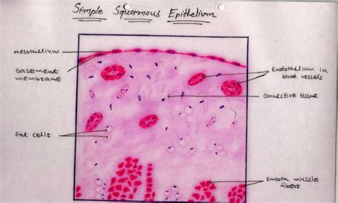 Histology Image: Membranous epithelium