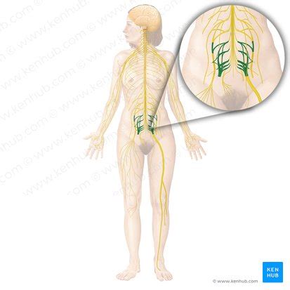 Sacral plexus: Anatomy, branches and mnemonics | Kenhub