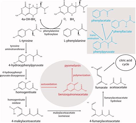 Phenylalanine hydroxylase: Function, structure, and regulation - Flydal ...