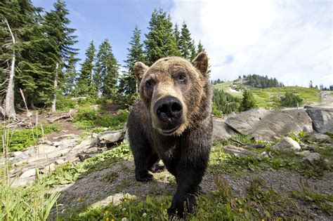 Breakfast with the Bears - About | Grouse Mountain - The Peak of Vancouver