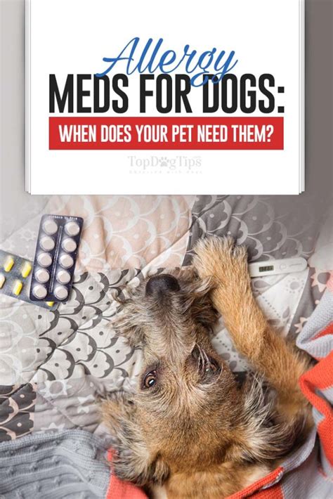 Allergy Meds For Dogs: When Does Your Dog Need Them?