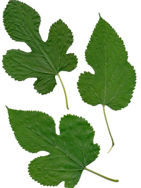 Mulberry Tree Leaves | Mulberry tree, Mulberry plant, Mulberry leaf