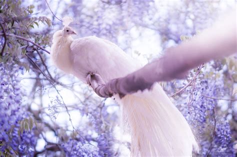 White Peacock Wallpaper,HD Birds Wallpapers,4k Wallpapers,Images ...