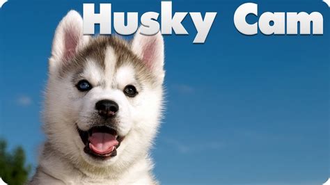 Husky Puppy Cam - YouTube