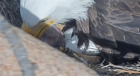 Big Bear bald eagles Jackie and Shadow welcome eaglet