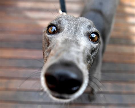 Greyhounds: the Fastest Dogs in the World - The Dogman