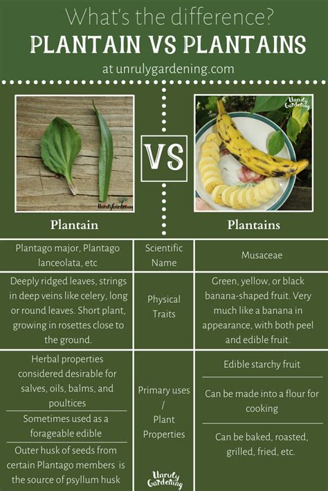 Plantain (herb) vs. Plantain (fruit) - The Differences - Unruly Gardening