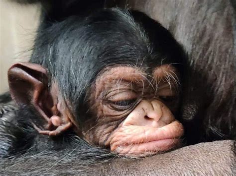 VIDEO: Heartwarming Moment a Chimpanzee Mom Is Reunited With Her Newborn