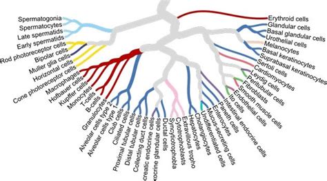 A single cell type map of human tissues