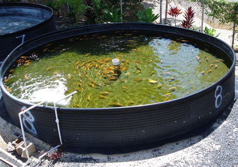 Reubens Lawn Care: Aquaponics Water Quality