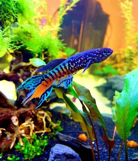 34 Most Colorful & Beautiful Freshwater Aquarium Fish | Aquanswers ...