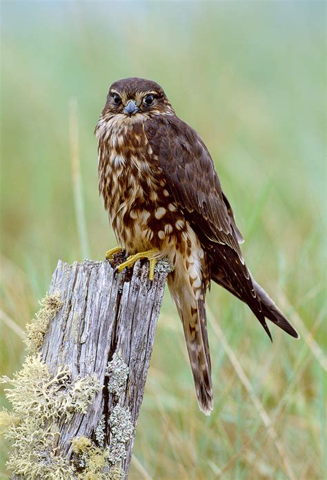 Britain’s birds of prey: The Country Life guide to raptors