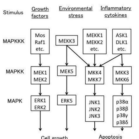 Influence of MAPK pathway inhibitors on the time-dependent decrease in ...