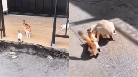 Mama cat pounces on dog to protect her kittens | Trending - Hindustan Times