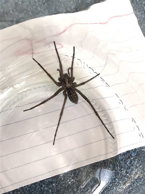 Giant House Spider? Around Seattle WA : r/spiders