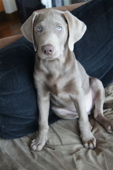 My baby | Weimaraner puppies, Cute dogs and puppies, Dog friends