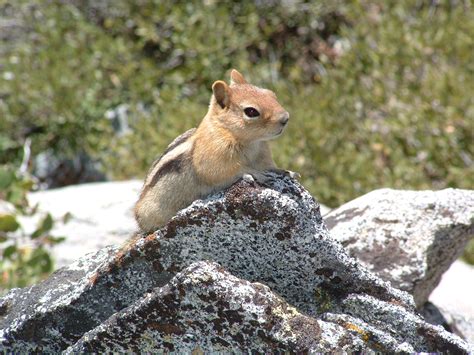 Wild life on Lake Tahoe