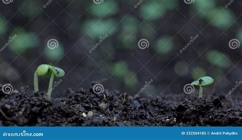 Time-lapse Germination of Sprouts of Flower Crops. Rapid Plant Growth ...