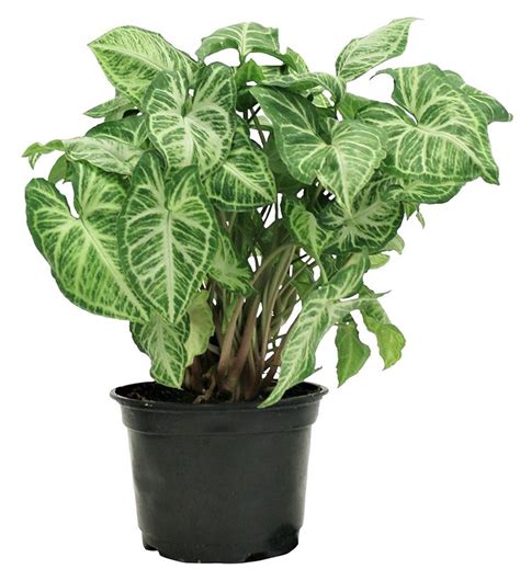 Syngonium (Arrowhead Plant): Complete Care & Growing Guide | Indoor ...