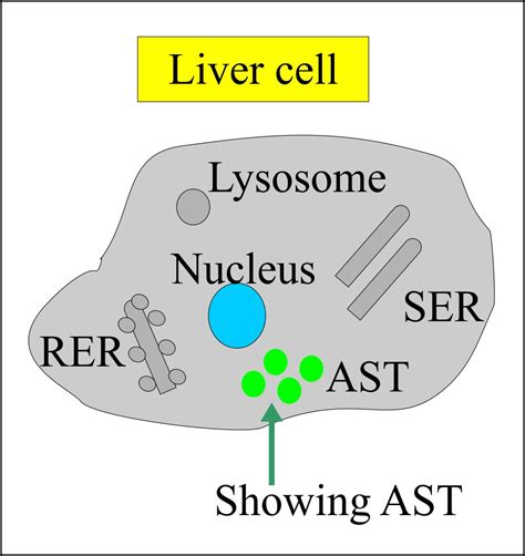 SGOT (Aspartate aminotransferase, AST, Glutamic oxaloacetic ...