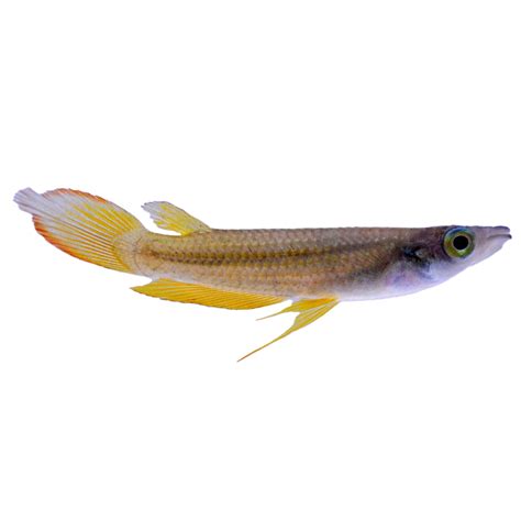 Golden Wonder Killifish For Sale | Petco