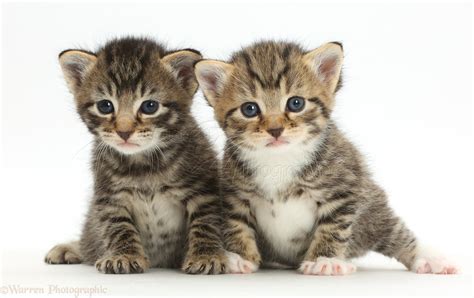 Cute baby tabby kittens photo WP42130