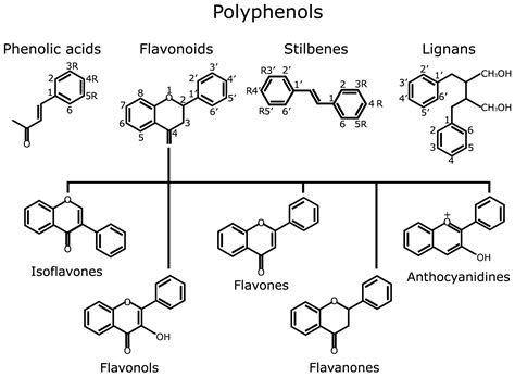 Antioxidants | Free Full-Text | Polyphenols as Promising Drugs against ...