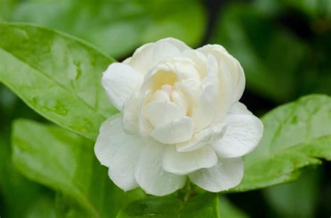 14 Types of Jasmine Flowers (#2 and #5 Smell The Best)