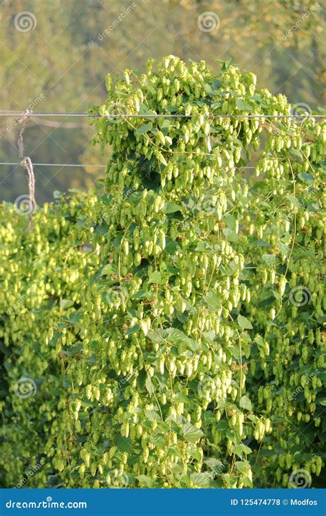 Vertical Hops Vine Ready for Harvesting Stock Photo - Image of ...