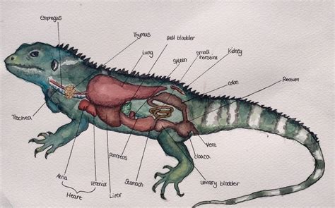 Internal Anatomy of the Iguana | Animal science, Vet medicine, Vet tech ...