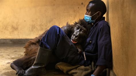 Opinion: A gorilla's life and death, in 2 viral photos : NPR