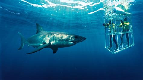 La aventura con más adrenalina: ver al gran tiburón blanco desde una ...