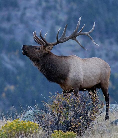 Bull Elk Bugling | ubicaciondepersonas.cdmx.gob.mx