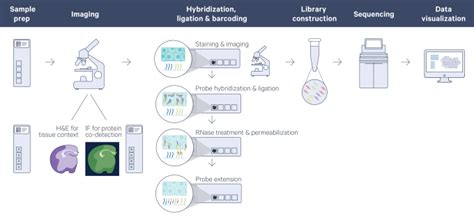 When spatial gene expression meets FFPE tissue blocks: A modern-day ...