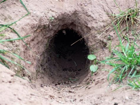 HD Animals: rabbit burrow