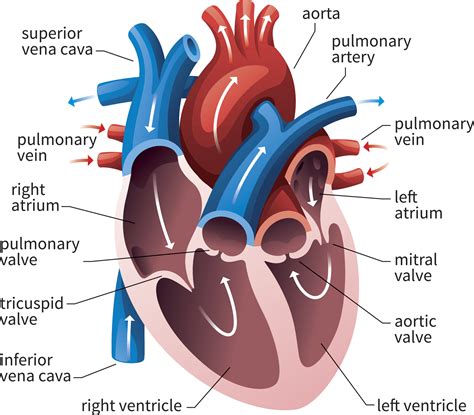 Arteries And Veins Of The Heart