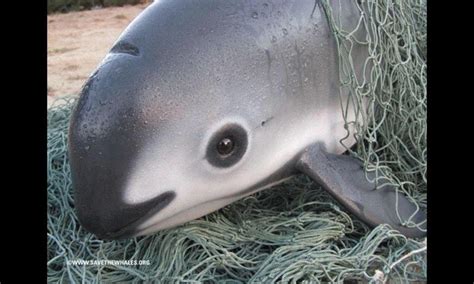 The vaquita: 5 Facts about the most endangered marine mammal | Stories ...