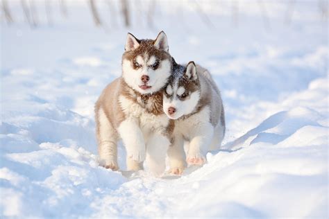 5 Common Snow Dog Breeds - Greenfield Puppies