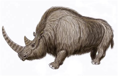 Woolly rhino? Ice Age carcass recovered from permafrost in Siberia ...