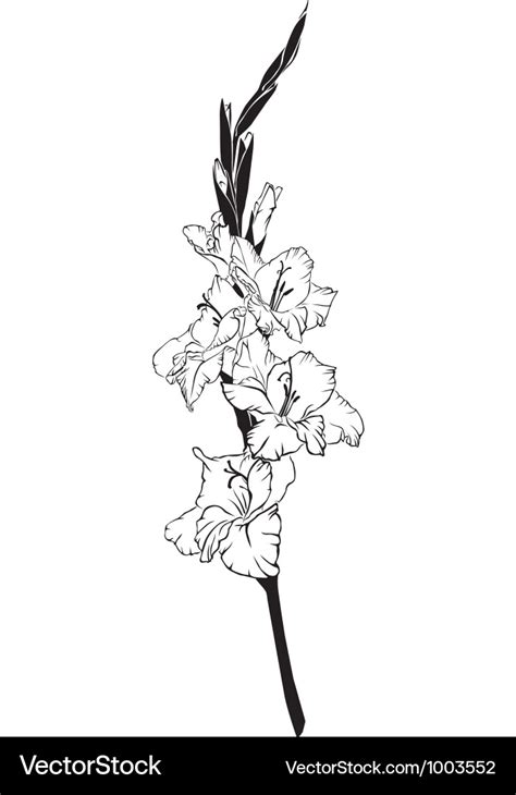 Gladiolus Royalty Free Vector Image - VectorStock