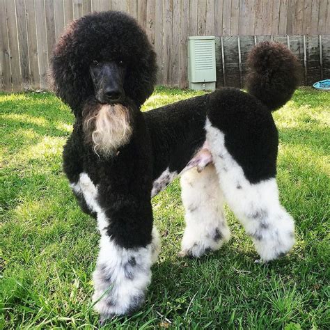 Pin on Standard Poodles