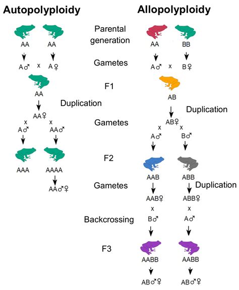 Polyploidy