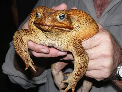 Cane Toad Facts and Pictures